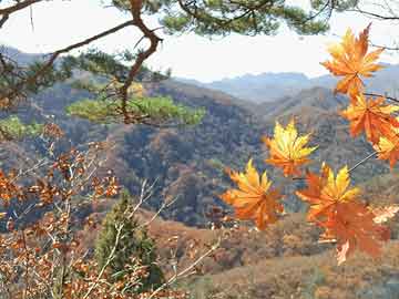 种植铁皮石斛，你也可以成为“仙草”守护者